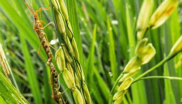 Pengendalian Hama Walang Sangit Pada Tanaman Padi Sawah Dinas Pertanian Pangan Kabupaten Demak