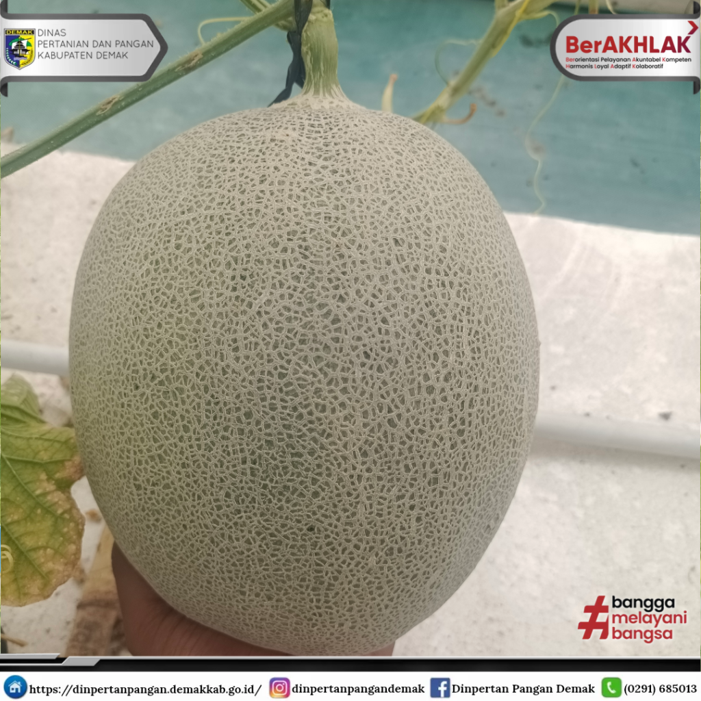 Grand Opening Petik Buah Melon Di Desa Harjowinangun Kec Dempet