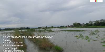 Tanaman Padi Poktan Luhur Santoso Desa Blerong Terendam Air